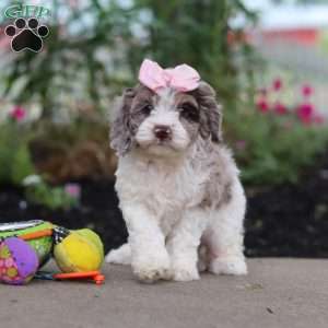 Nicole, Cockapoo Puppy